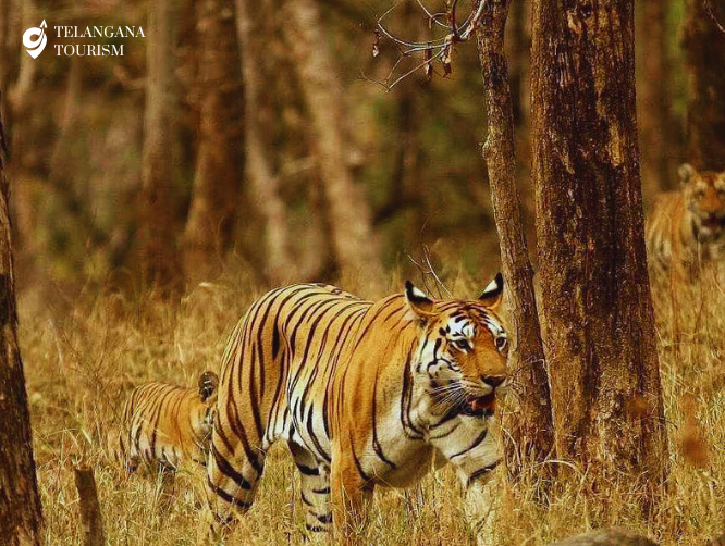 Amrabad Tiger Reserve