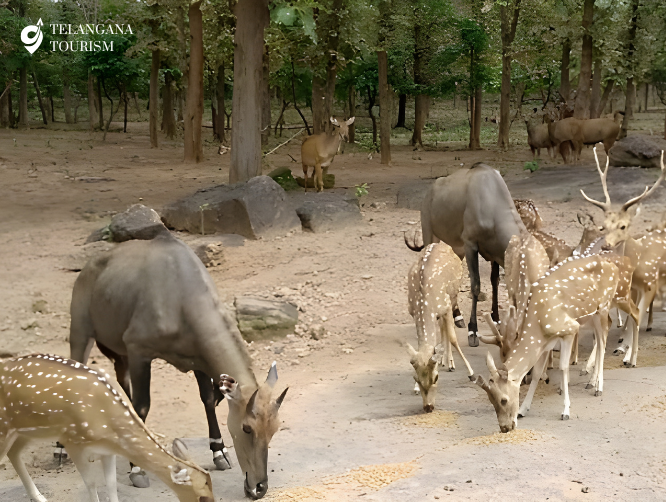 Kawal Wildlife Sanctuary