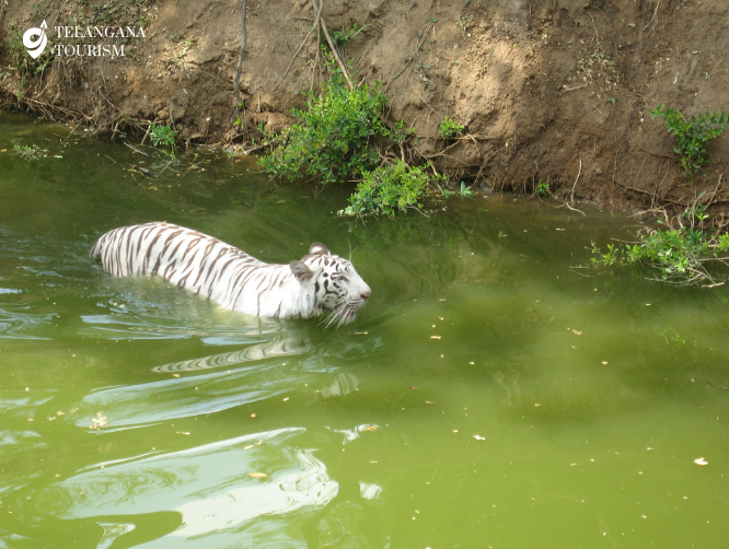Nehru Zoological Park