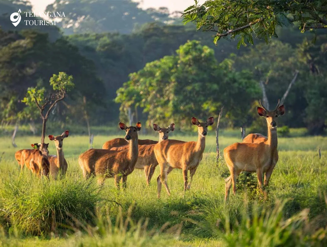 Pocharam Wildlife Sanctuary