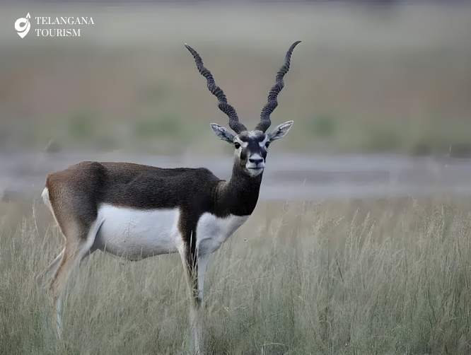 Pranahita Wildlife Sanctuary